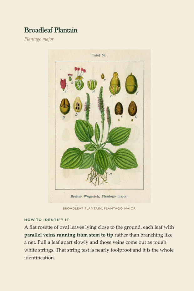A plant identification page with a botanical plate